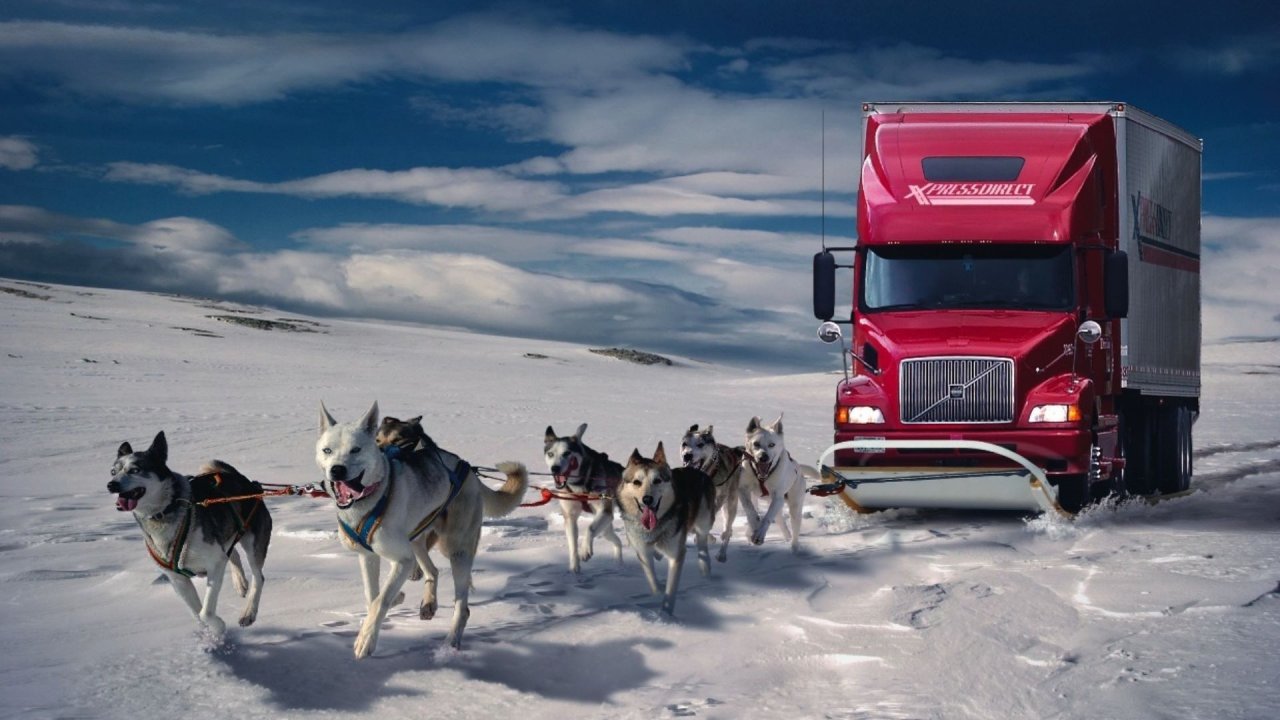 auto dogs